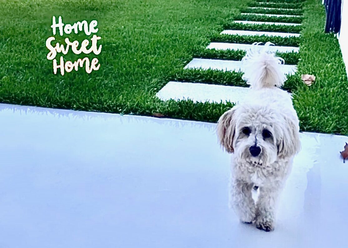 A white dog walking down a path in front of a house.