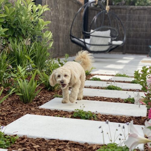 A dog is walking down a stone path in a garden.